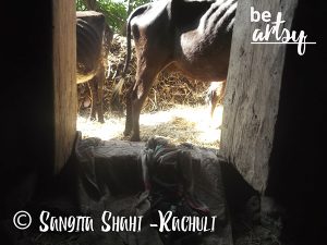 Sangita Shahi -Rachuli -from-the-cowshed -