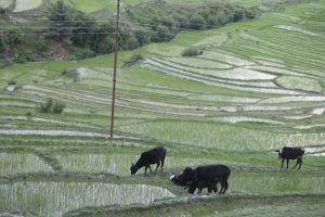 Travel Log - Chilkhaya - Rato Baltin - be artsy ngo